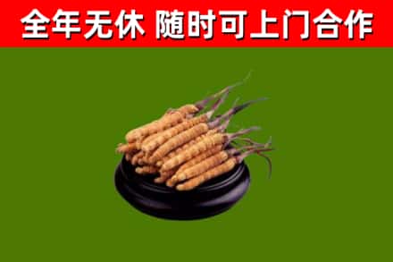 古冶区回收冬虫夏草